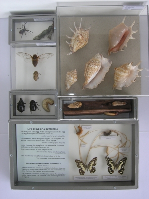 Invertebrate Life Cycles no 5.jpg